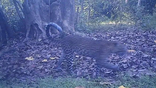 Keempat macan tutul Jawa yang terekam kamera berada dalam usia dewasa yang bisa melakukan pengembangbiakan.