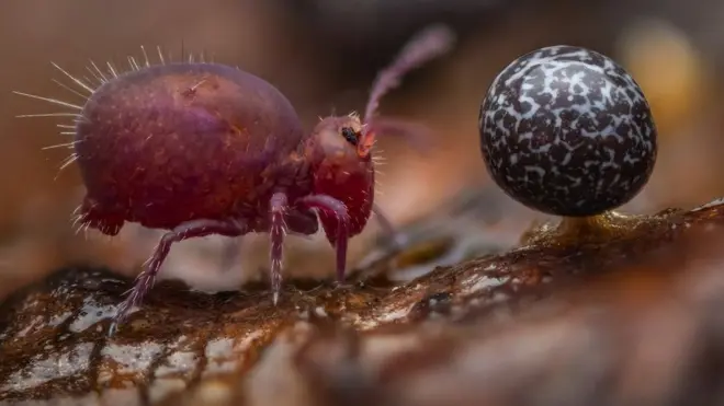 Pobedničku fotografiju divljeg sveta u 2024. godini, nazvanu Život pod mrtvim drvetom, napravio je Aleksis Tinker Cavalas iz Nemačke