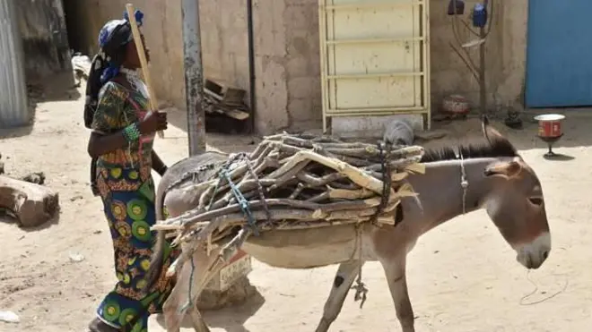 አህዮች የብሩንዲ ተወላጆች አይደሉም