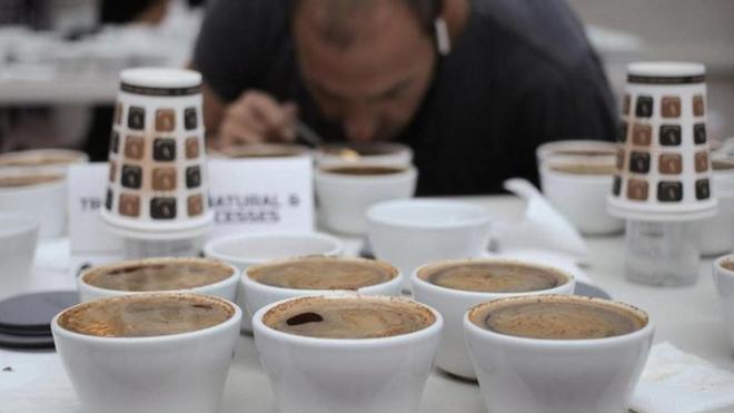 أحد أعضاء لجنة التحكيم يفحص القهوة بمسابقة "أفضل ما تجود به بنما"