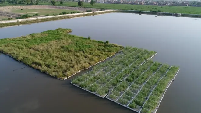 ماہرین کے مطابق گھریلو فضلے والے آلودہ پانی کو باآسانی اس قدرتی طریقے سے صاف کیا جا سکتا ہے