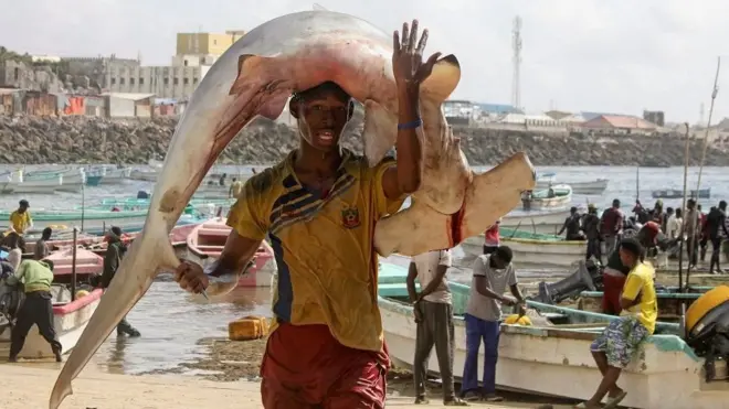 Fisherman Osman Abdulahi carries a hammerhead shark onto shore in Somalia's capital Mogadishu on Friday.