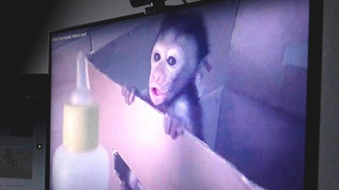 Tela de TV mostrando macaco