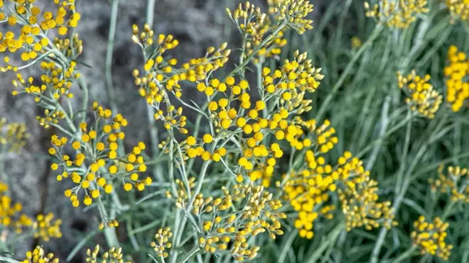 Helichrysum, yang dikenal sebagai "bunga abadi", adalah bahan dalam serum malam dan produk wajah lainnya.