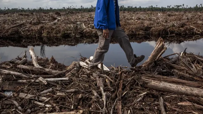 Seorang aktivis hutan memeriksa pembukaan lahan dan pengeringan hutan alam gambut yang berada di areal konsesi RAPP di Pulau Padang, kabupaten Kepulauan Meranti pada 11 Juli 2014 di Provinsi Riau