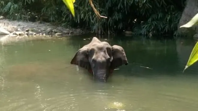 केरल हाथी