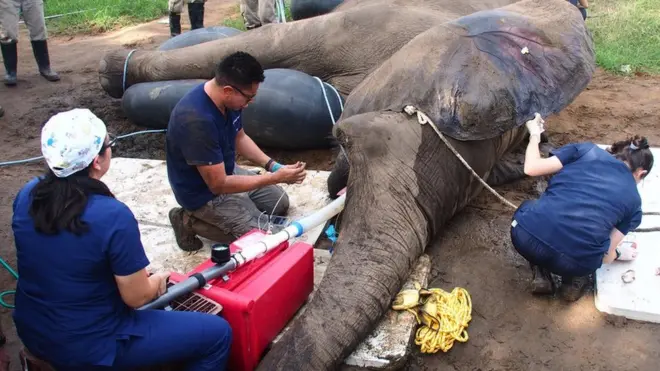Tantor was sedated for three hours - a dangerous procedure for an animal of his age