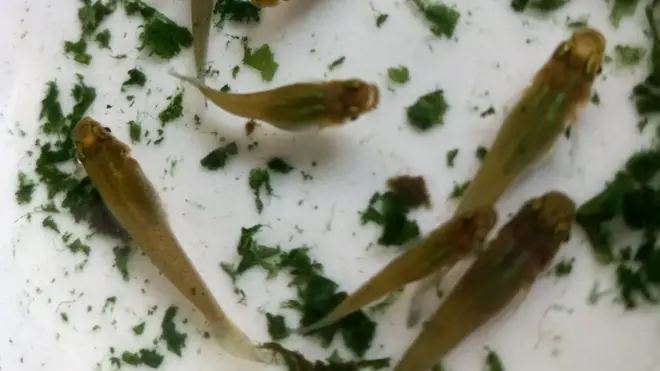 గాంబూసియా చేపలు