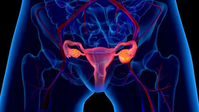 Ilustración del aparato reproductor femenino.