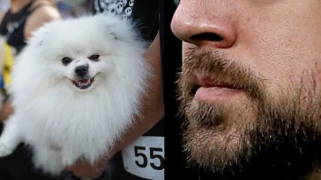 కుక్క బొచ్చు, గడ్డం