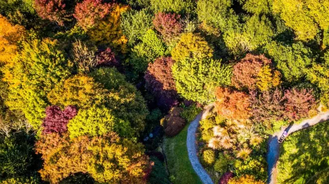 Aerial view of coloured treetops in The Acre Glade within The Garden House in Buckland Monachorum, Devon