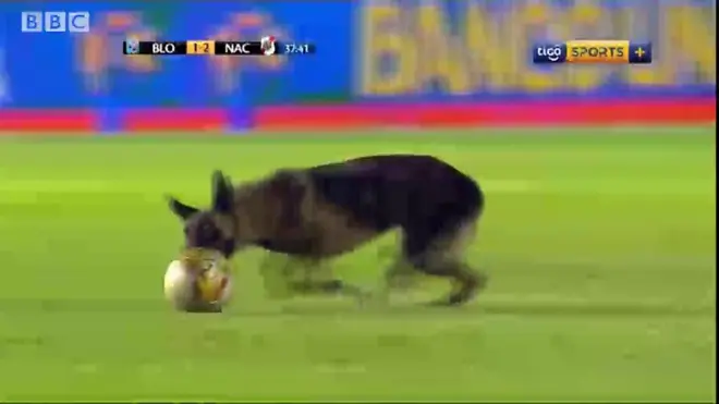 Police dog wey dey chase ball inside field