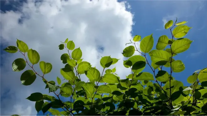 Une étude révèle que la renouée du Japon peut repousser à partir d'un fragment de racine de seulement 0,3 g, soit le poids d'une pincée de sel.