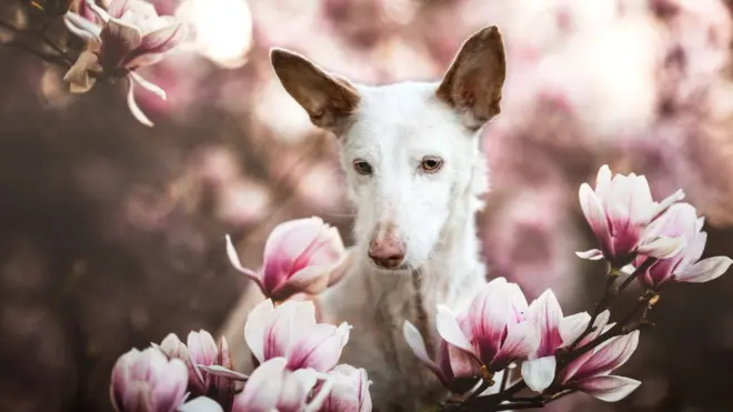 Дениз Чихоцки победила в номинации "Возрастные псы", и Гран-при всего конкурса. Её 14-летнего грухого пса Мерлина нарисуют в масле