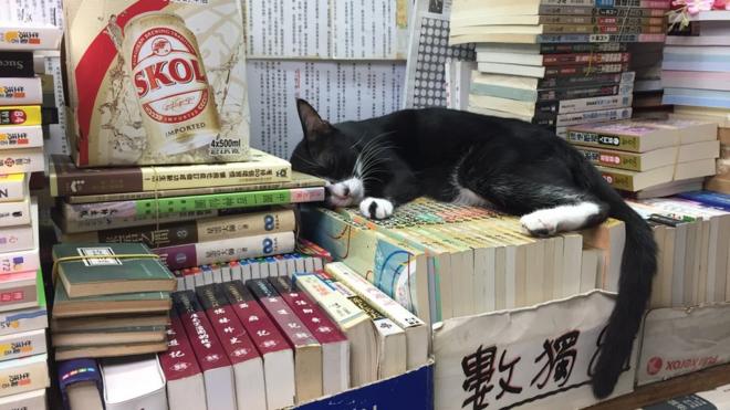 森记书店目前有32只猫。