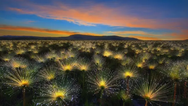 Luminescent flowers beneath a sunrise