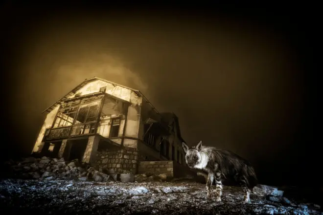 Hyène brune debout près des ruines d'un bâtiment d'extraction de diamants abandonné dans une lumière poussiéreuse.