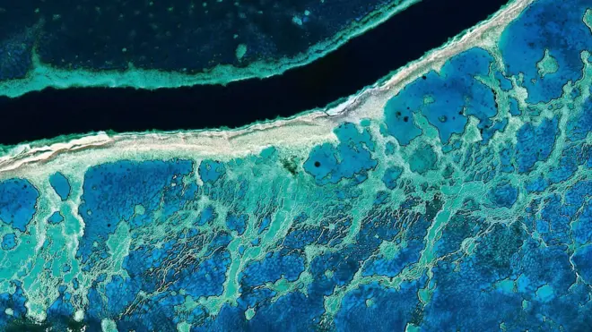 Останнім часом вчені докладають багато зусиль, щоб зберегти Великий Бар'єрний риф