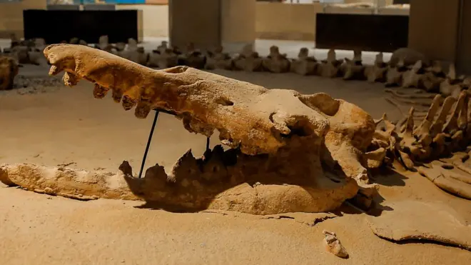 اكتشاف حفريات حوت برمائي ضخم في مصر