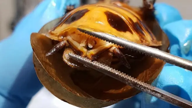 V svoem akkaunte v "Instagrame" krasnoяrskaя klinika "Limpopo" vыložila podrobnый otčet - tam daže estь videozapisь, kak doktor vыpaivaet tarakanihu obezbolivaющim preparatom iz šprica.