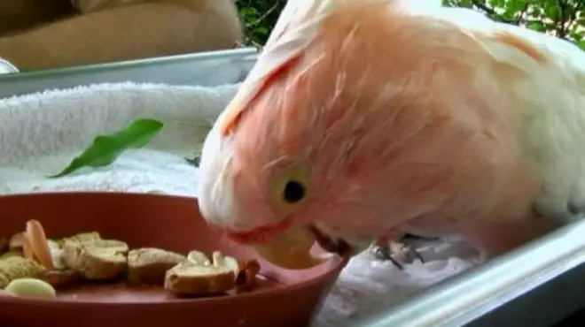 Розовый какаду по кличке Куки