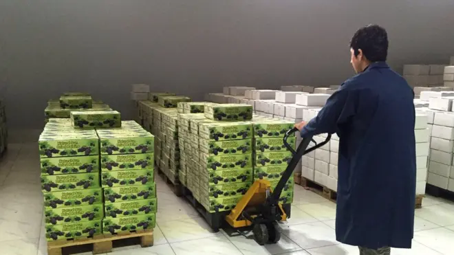 کارخانه میوه خشک در بلخ