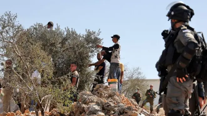 القوات الإسرائيلية مقابل متطوعين ونشطاء فلسطينيين وأجانب يقطفون الزيتون تضامنا مع الفلسطينيين الذين صادر المستوطنون أراضيهم في قرية بيتا شمال نابلس بالضفة الغربية المحتلة، 10 أكتوبر/تشرين الأول، 2021