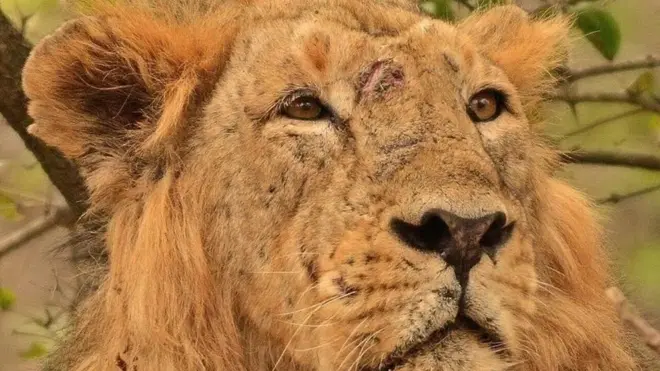 वन अधिकारियों ने कहा है कि राम की स्वभाविक मौत हुई