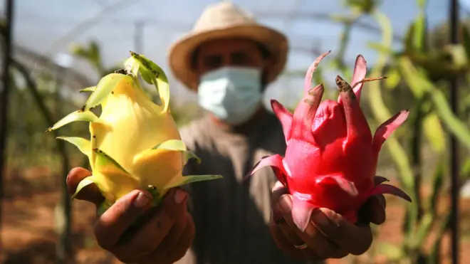 డ్రాగన్ ఫ్రూట్.. కమలం