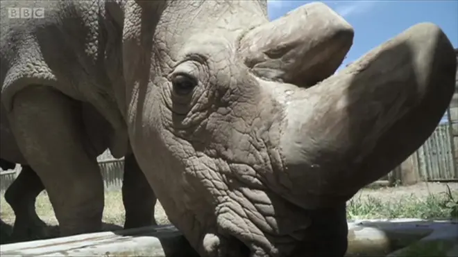 Останній самець