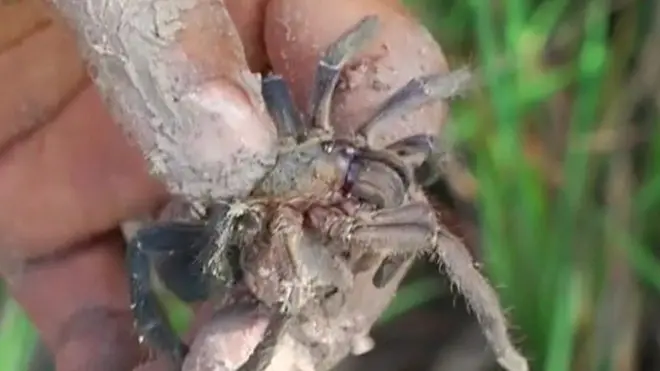 แมงมุมยักษ์