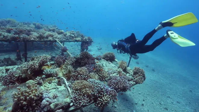 పగడపు దీవులు 