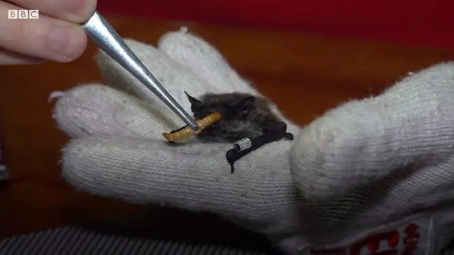 Відгодували - і в холодильник. Як у Харкові рятують кажанів