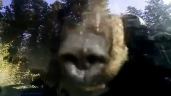 Медведь в машине