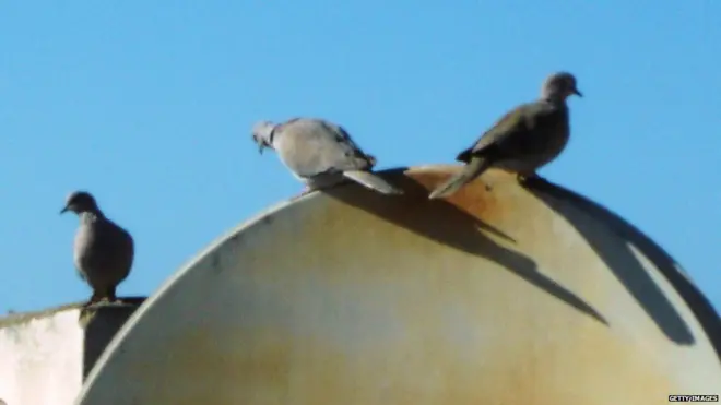 सैटेलाइट डिश पर कबूतर