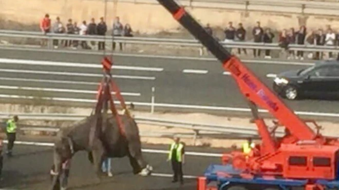 The injured elephants had to be lifted by a crane from the motorway.