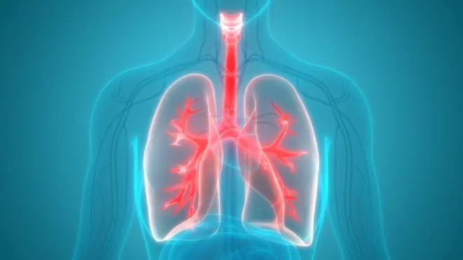 Lungs - 3D illustration