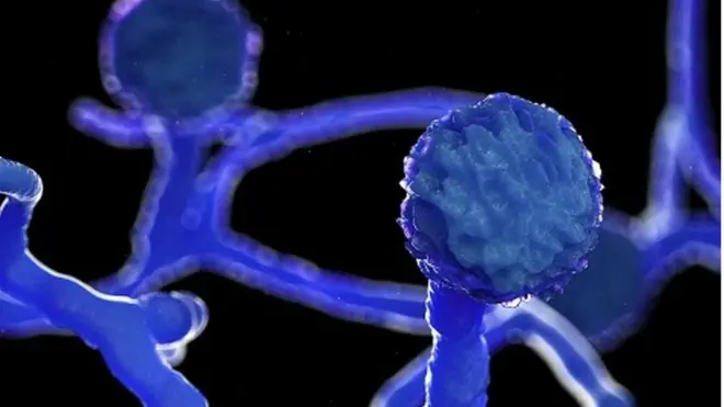 Caabuq naadir ah oo laga helay bukaanada ka soo kacay korona