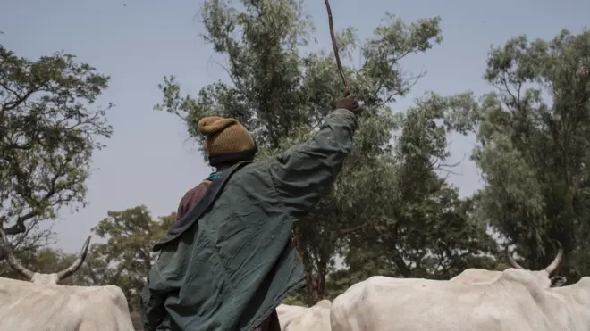 Nsọgbu di n'etiti ndị Fulani na-achị ehi atala isi