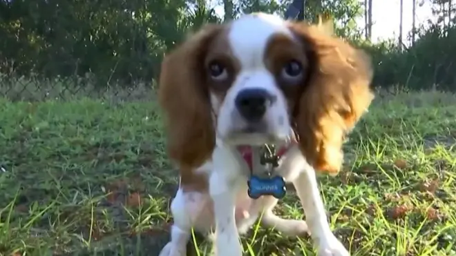 щенок стал помощником шерифа