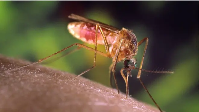 Малайзия входит в естественный ареал обитания москитов, разносящих вирус зика