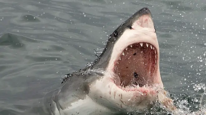 Los tiburones blancos son temidos por muchos animales, pero también ellos son cazados por orcas.