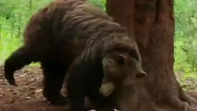 کینیڈا کے راکی پہاڑوں میں موسمِ بہار میں ہونے والی پول ڈانسنگ جب موسم گرم ہونا شروع ہوتا ہے تو ریچھ بھی سرگرم ہو جاتے ہیں