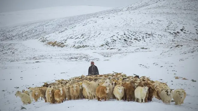 Эчкилерди короого айдап келе жаткан чабан. Эртеси кайра узак жол жүрүп жайытка жөнөйт
