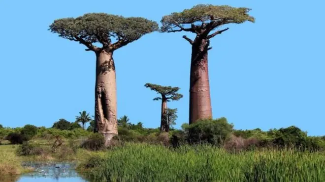 Dying Baobabs Trees