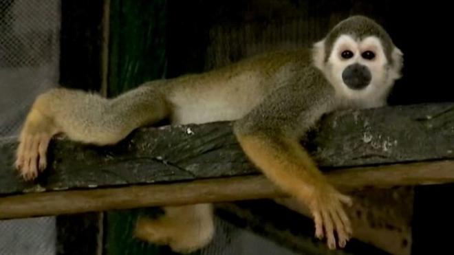 Спасение обезьян в Колумбийской Амазонии