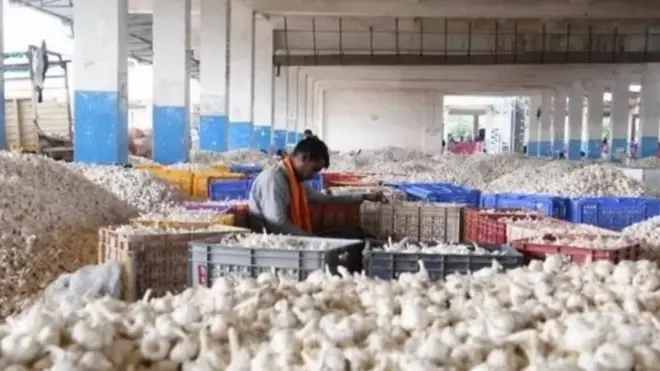 लहसुन किसान