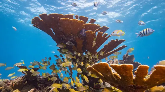 Terumbu Karang