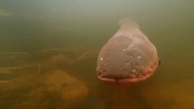 ปลาไหลไฟฟ้า