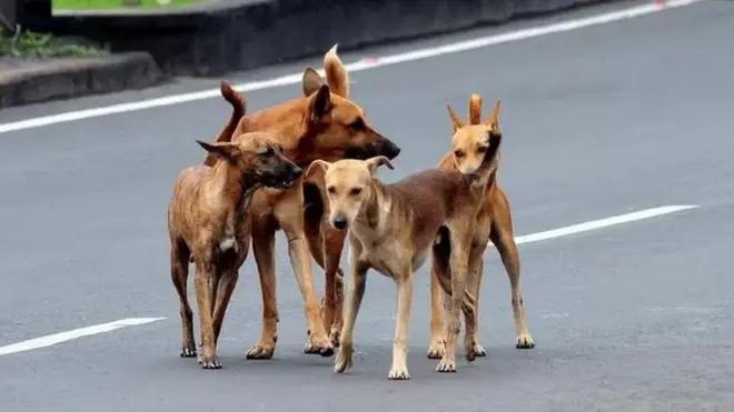 వీధి కుక్కలు